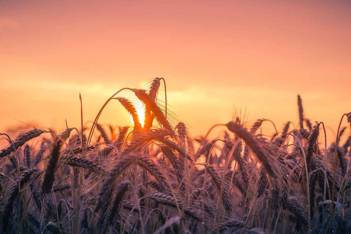 Wheat Straw Fiber Field