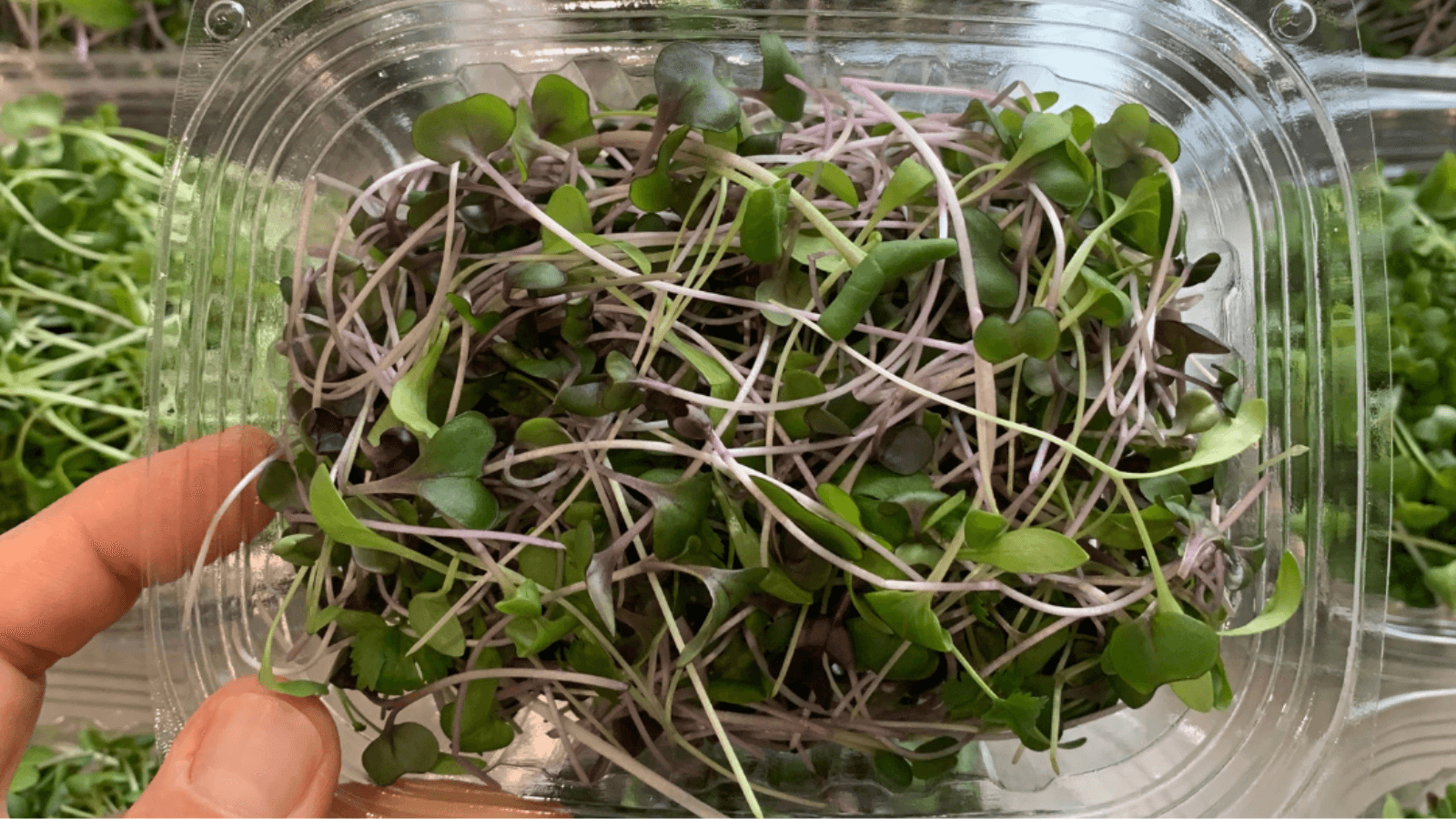 Microgreens Growers Benefits of Compostable Trays