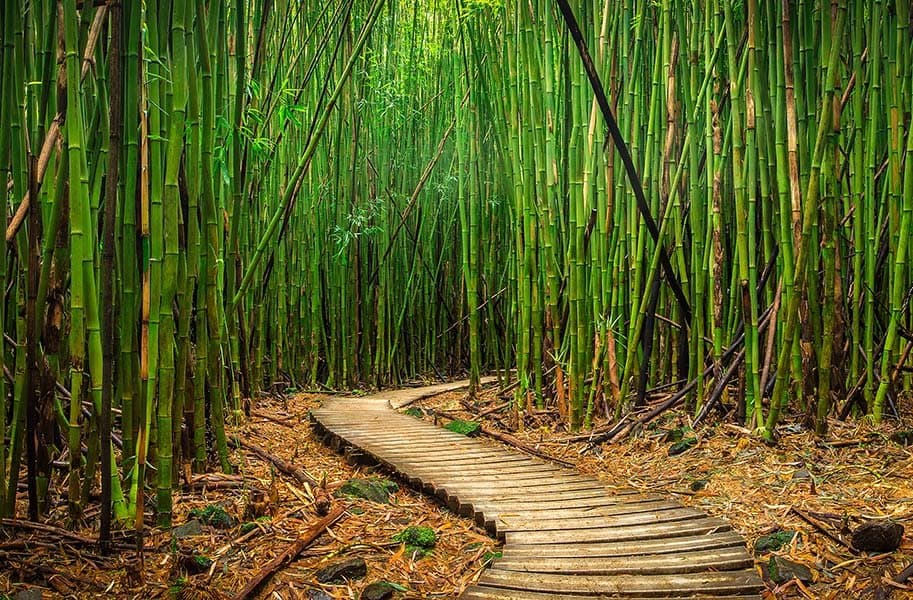 Bamboo Forest